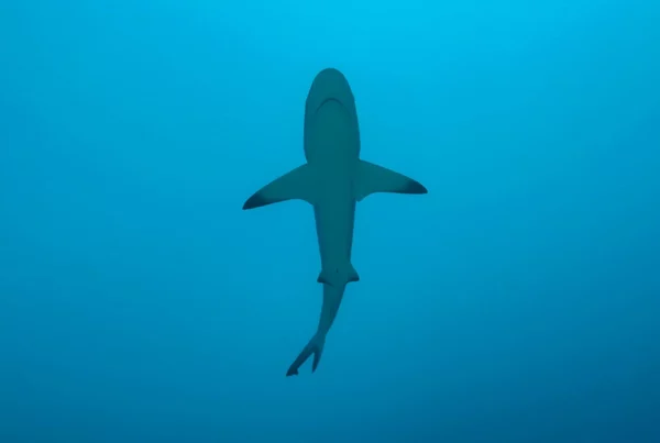 shark alerts program mobile app