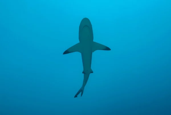 shark alerts digital platform