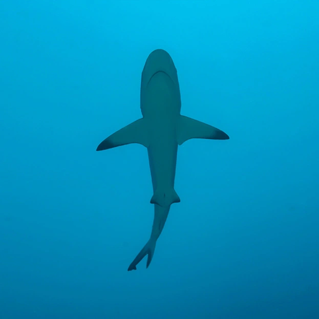 sharksmart australian shark tracking app mobile mobiddiction