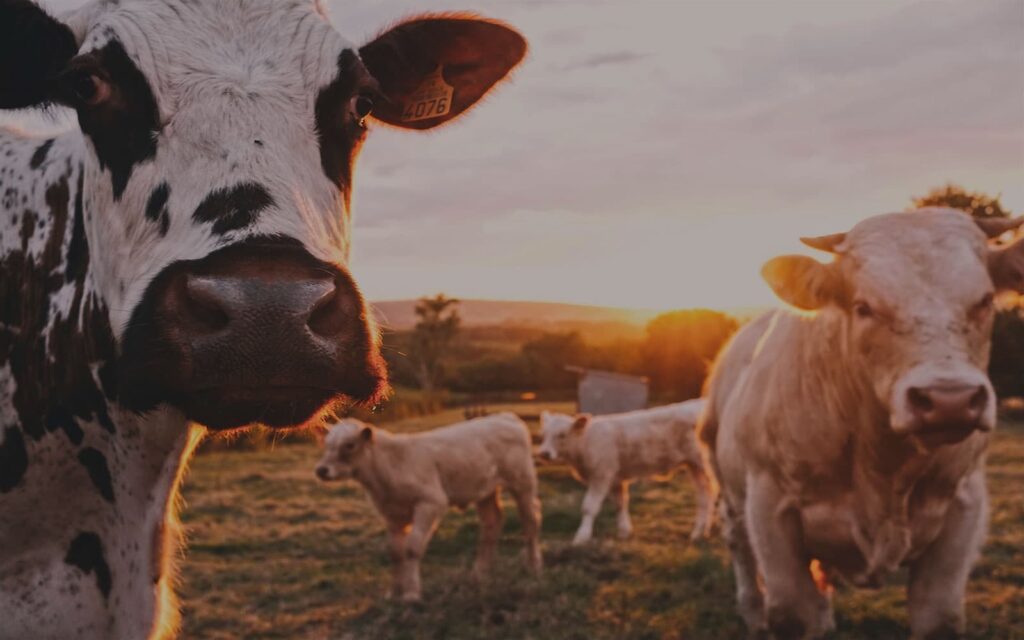 Drought and supplementary feed calculator