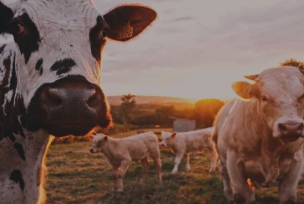 Drought and supplementary feed calculator